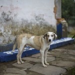 IMG_4124 IMG_4124