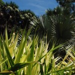 DSC_2886 DSC_2886
