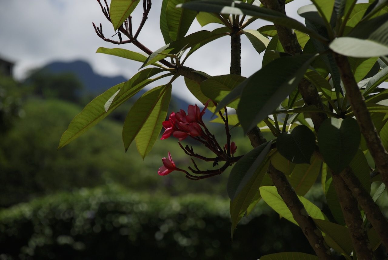 Flores vermelhas com Serra da Mantiqueira ao fundo no Casarão