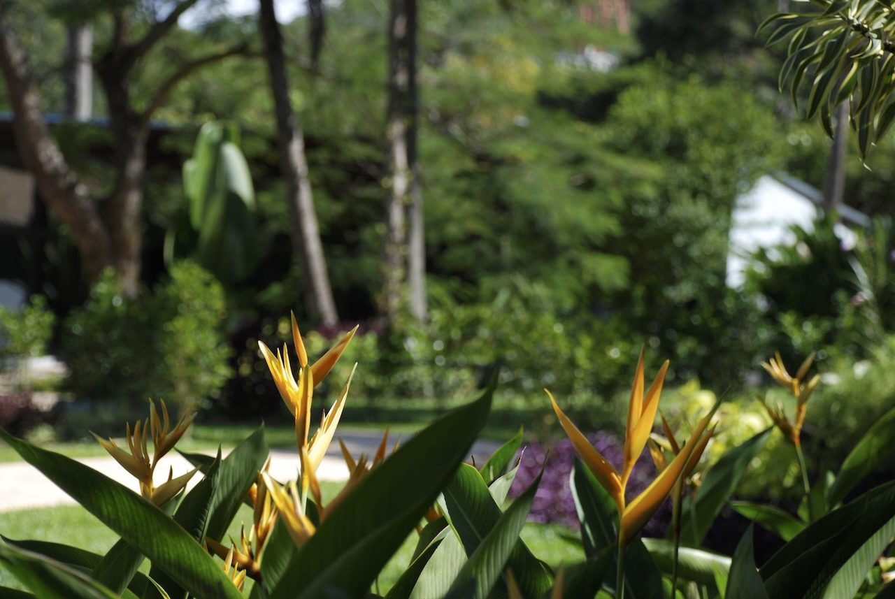 Flores tropicais helicônia nos jardins do Casarão Penedo