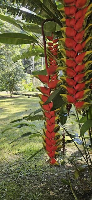 Helicônia vermelha nos jardins tropicais do Casarão Penedo