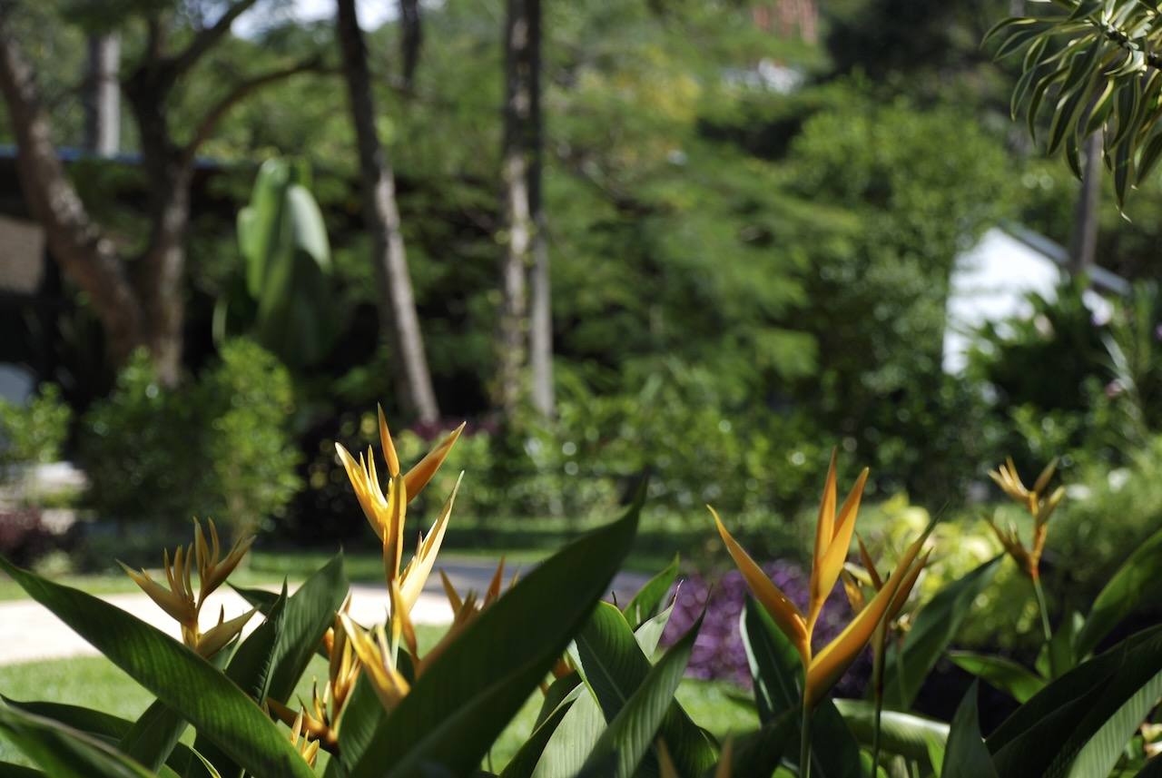 Flores tropicais coloridas nos jardins do Casarão Penedo