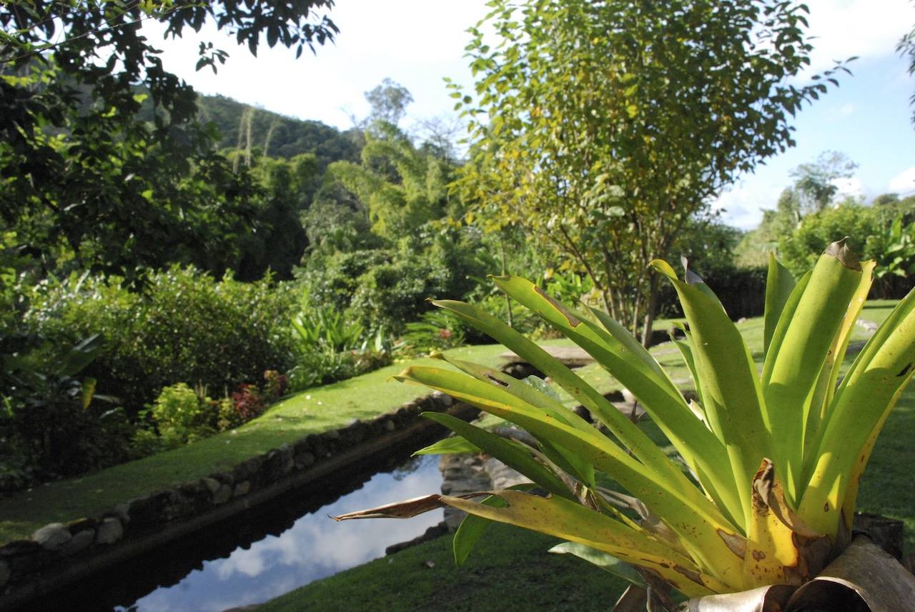 Espelho d'água com plantas tropicais no Casarão Penedo