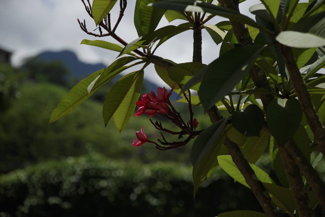 Flores vermelhas com Serra da Mantiqueira ao fundo no Casarão Penedo